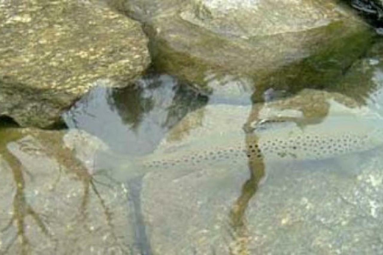Villa Il bilocale della nonna Locana Esterno foto